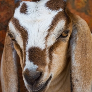 Goats10