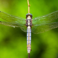 Dragonfly04