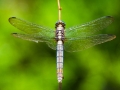 Dragonfly04