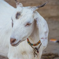 Goats06